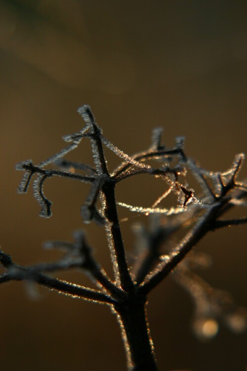 frostiger-morgen-666692e2128b118e8cbd.jpeg