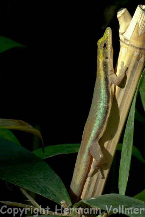 blaue-bambusphelsume-66570c72a4514c309f2f.jpeg