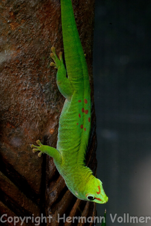 madagaskar-taggecko-66582c1de45fbd5fa249.jpeg