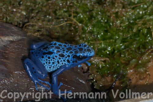 blauer-pfeilgiftfrosch-666516bcc6b0ad47541c.jpeg