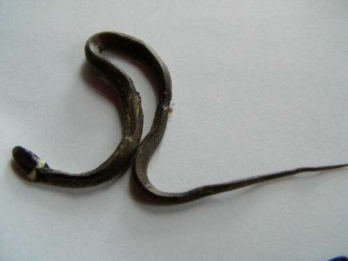 junge-ringelnatter-natrix-natrix-l-1758-8715.jpeg