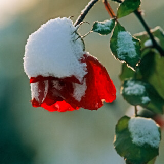 rose-im-winter-6741.jpeg