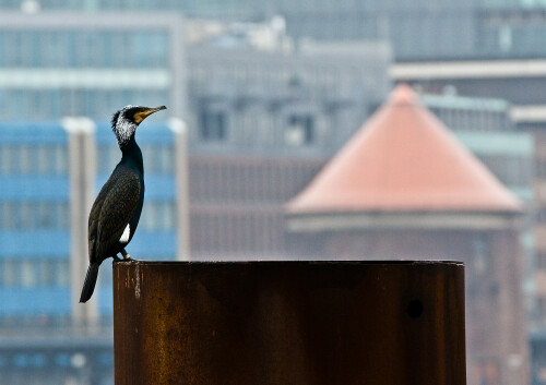 kormoran-6805.jpeg