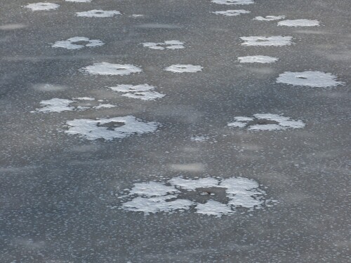 schneeblumenwiese-6841.jpeg