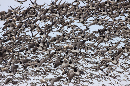 

Aufnameort: nl friesland
