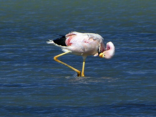 flamingo-7415bf516b6b943c99cf.jpeg