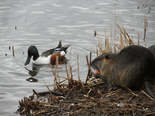 loffelente-und-nutria-6934e719b137d457b779.jpeg