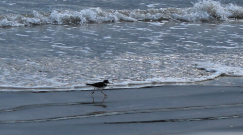 strandlaufender-strandlaufer-9341.jpeg