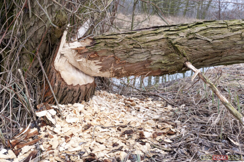 heimkehr-der-biber-6928d7bf6540fcb8828b.jpeg