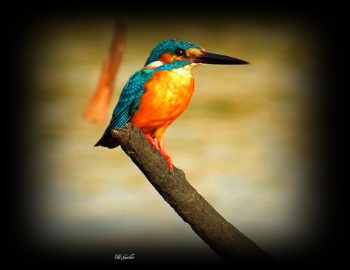 eisvogel-696484960b247410476d.jpeg
