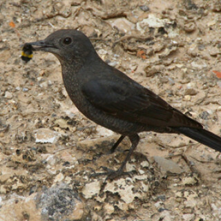 blaumerle-weibchen-7192.jpeg