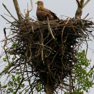 seeadler-am-horst-7194.jpeg