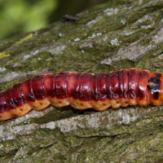 weidenbohrer-raupe-7205.jpeg