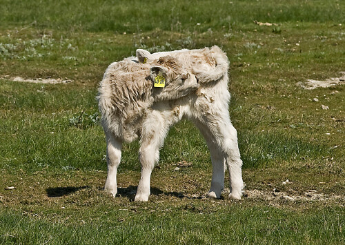 kalb-7128.jpeg