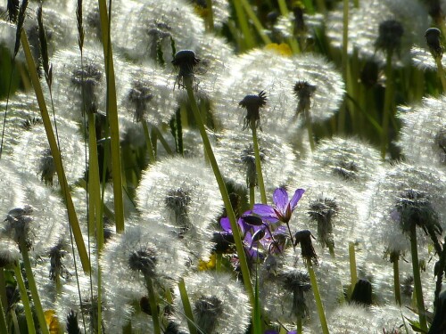 pusteblumenwald-715163c4d718a2223aba.jpeg
