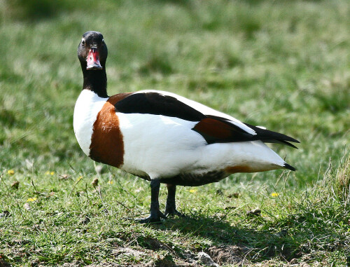 brandgans-auf-der-hallig-hooge-7145.jpeg