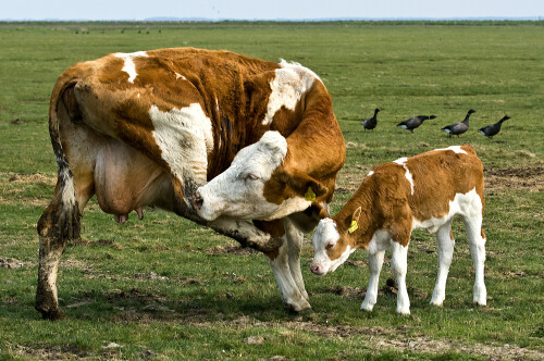 kuh-mit-kalb-7150.jpeg