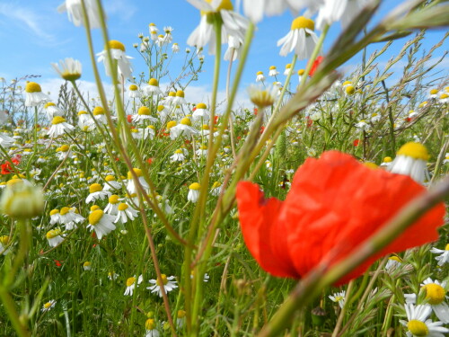 wiese-mit-mohn-und-kamille-7259.jpeg