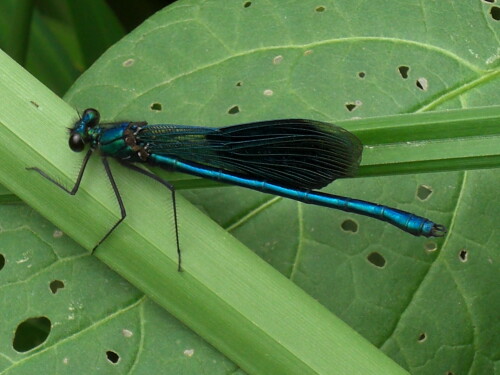 wunderschone-libelle-7599.jpeg