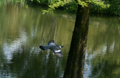 taube-im-flug-mit-nistmaterial-7195.jpeg