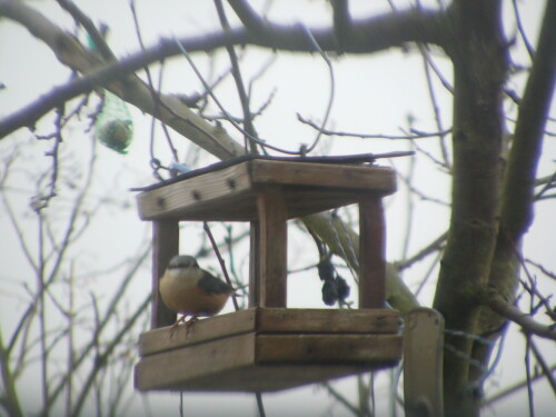 kleiber-sitta-europaea-l-im-futterhaus-13568.jpeg