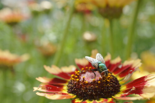 leuchtende-fliege-auf-nahrungssuche-7319.jpeg