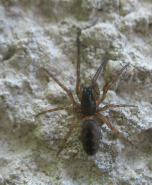 sechsaugenspinne-segestria-senoculata-9362.jpeg