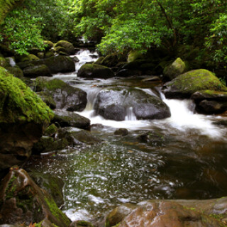 bach-im-killarney-np-7393.jpeg