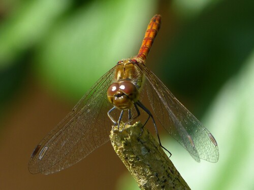 heidelibelle-sympetrum-sp-75575951ac14f4e9d638.jpeg