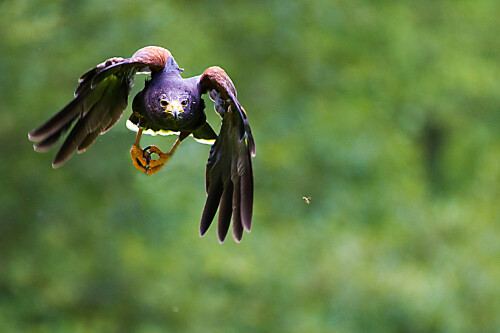 harris-hawk-1-7532.jpeg