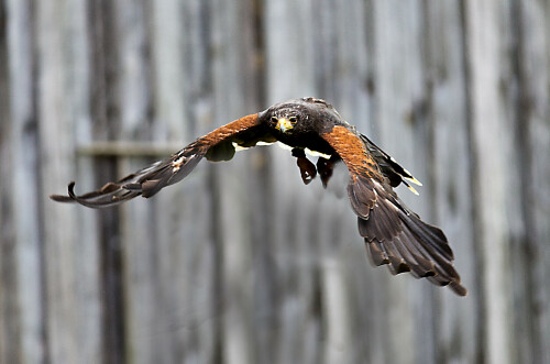 harris-hawk-2-7533.jpeg