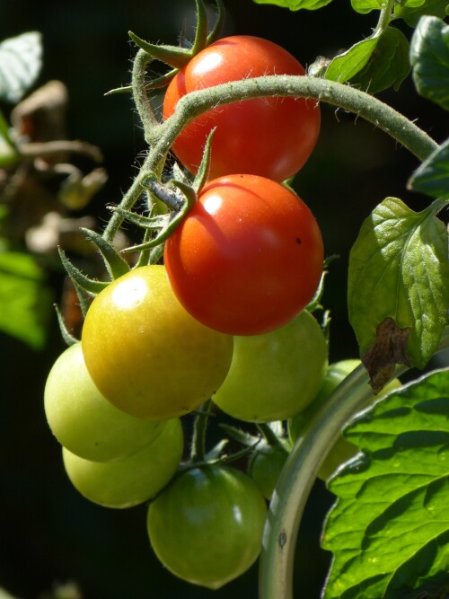 tomatenzeit-7558.jpeg