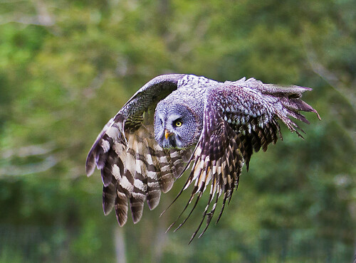 bartkauz-im-anflug-7534.jpeg