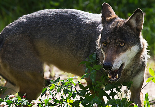 wolf-7543.jpeg