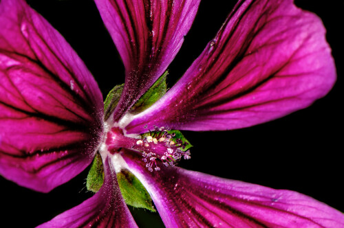 wilde-malve-malva-sylvestris-11283.jpeg
