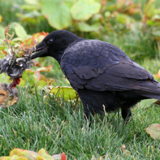 nebelkrahe-zerlegt-vogel-7774.jpeg