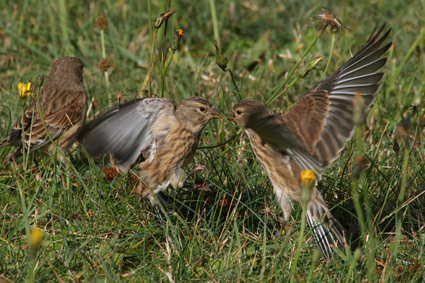 

Aufnameort: d helgoland
