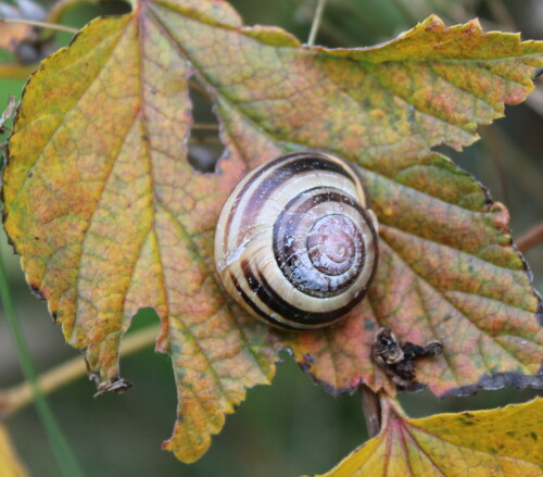 hain-banderschnecke-9463.jpeg