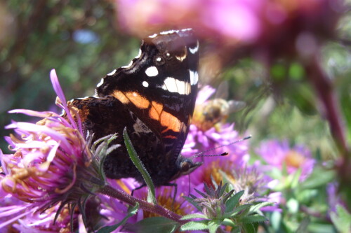 schmetterling-auf-astern-16430.jpeg