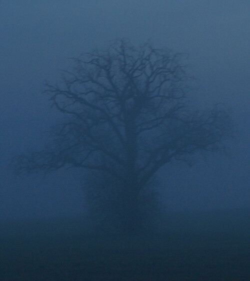 baum-im-nebel-8488.jpeg
