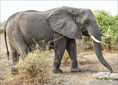 nur-ein-elefant-7699.jpeg