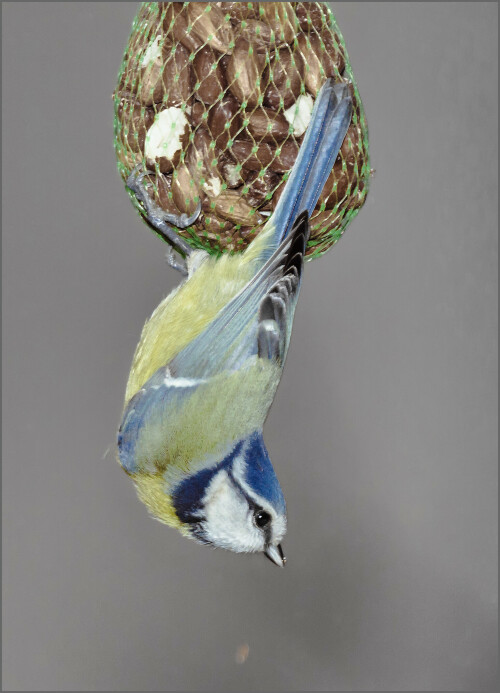 blaumeise-758904210bf4c464cb6f.jpeg