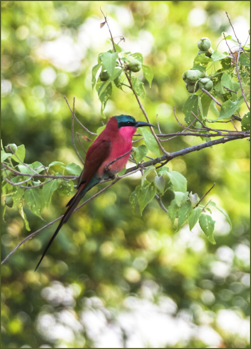 carmine-bee-eater-77008f32574dcc3b056c.jpeg