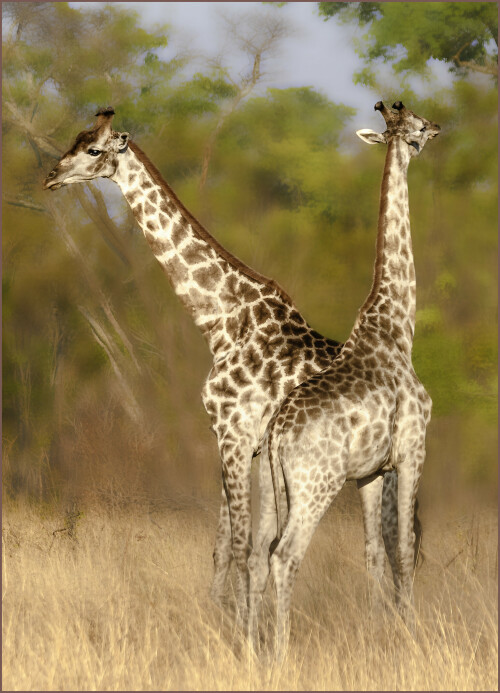 giraffen-am-morgen-7612b2402a058761eae8.jpeg