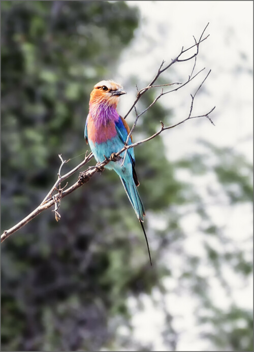 lilacbreasted-roller-gabelracke-761339b1253826061fa4.jpeg