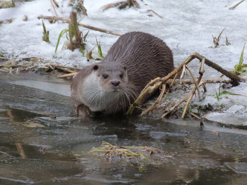 otter-sind-neugierig-7627.jpeg