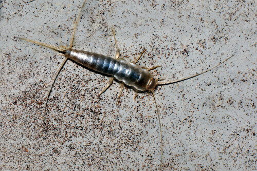 silberfischchen-lepisma-sacharina-11832.jpeg