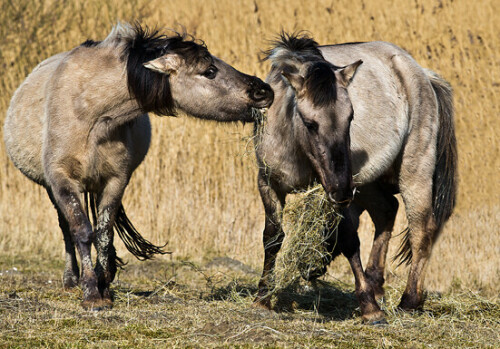 futterneid-konik-pferde-im-naturschutzgebiet-7719.jpeg