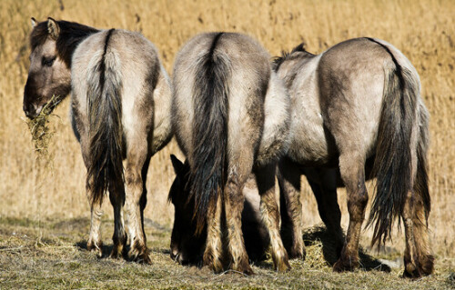 konik-pferde-im-naturschutzgebiet-7720.jpeg