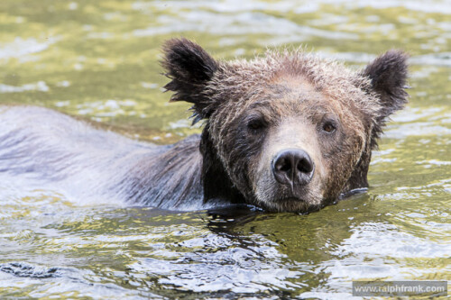 grizzly-770270d4638e61d57b6f.jpeg
